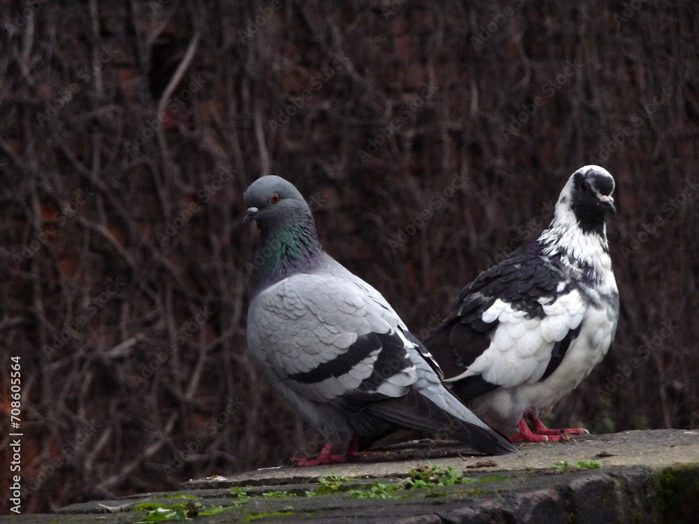 Eine Taubenpärchen sitzt auf einer Mauer. Eine Taubenpärchen sitzt auf einer Mauer.