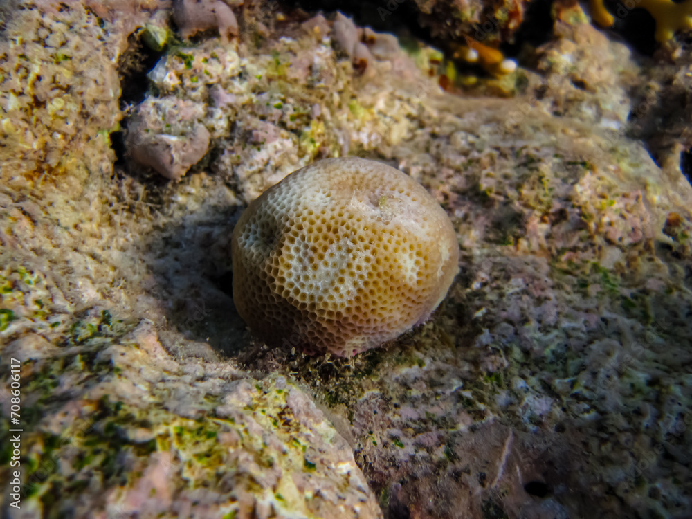 Beautiful sea inhabitants in the coral reef of the Red Sea Beautiful sea inhabitants in the coral reef of the Red Sea