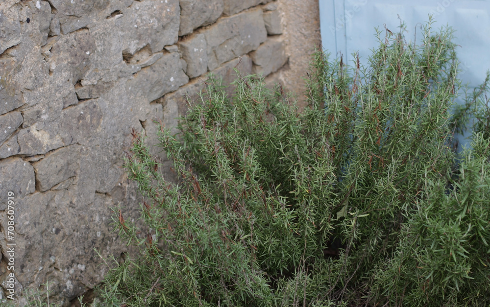 Rosmarinus officinalis L. rosemary plant, most beautiful colorful of winter grown in soil, Lamiaceae Mints family. blooms as bright green color. mature magnificent, macro, flower nature background.
