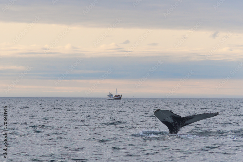 Fototapeta premium Whale diving in the icelandic sea near Húsavík with a boat on background
