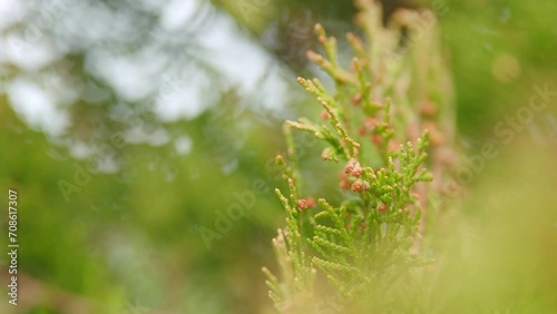 Green Branches Of Thuja In The Garden. Platycladus Orientalis. photo