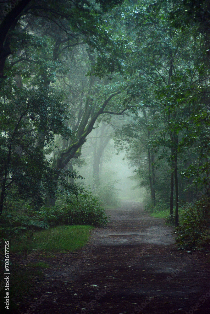 Obraz premium path in the forest