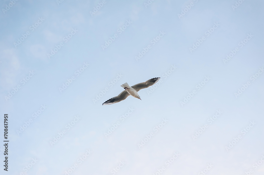 Beautiful white seagull, bird flies in the sky with clouds over the sea, ocean. Animal photography. Beautiful white seagull, bird flies in the sky with clouds over the sea, ocean. Animal photography.