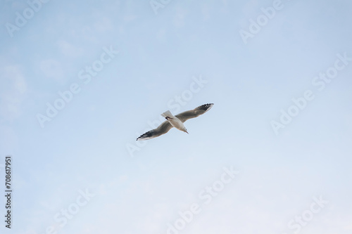 Beautiful white seagull  bird flies in the sky with clouds over the sea  ocean. Animal photography.