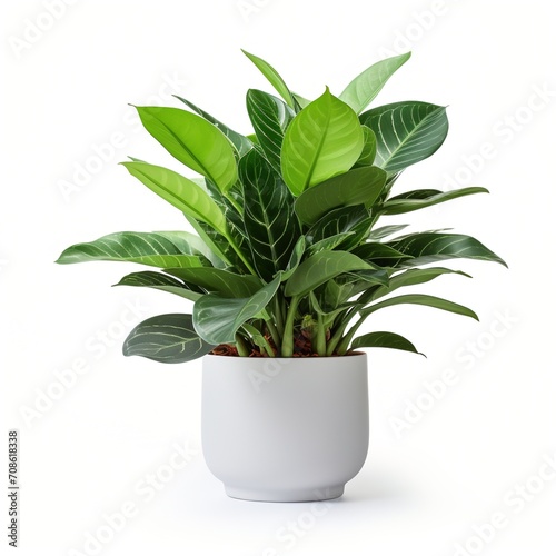 A potted Aglaonema plant with green leaves and white veins