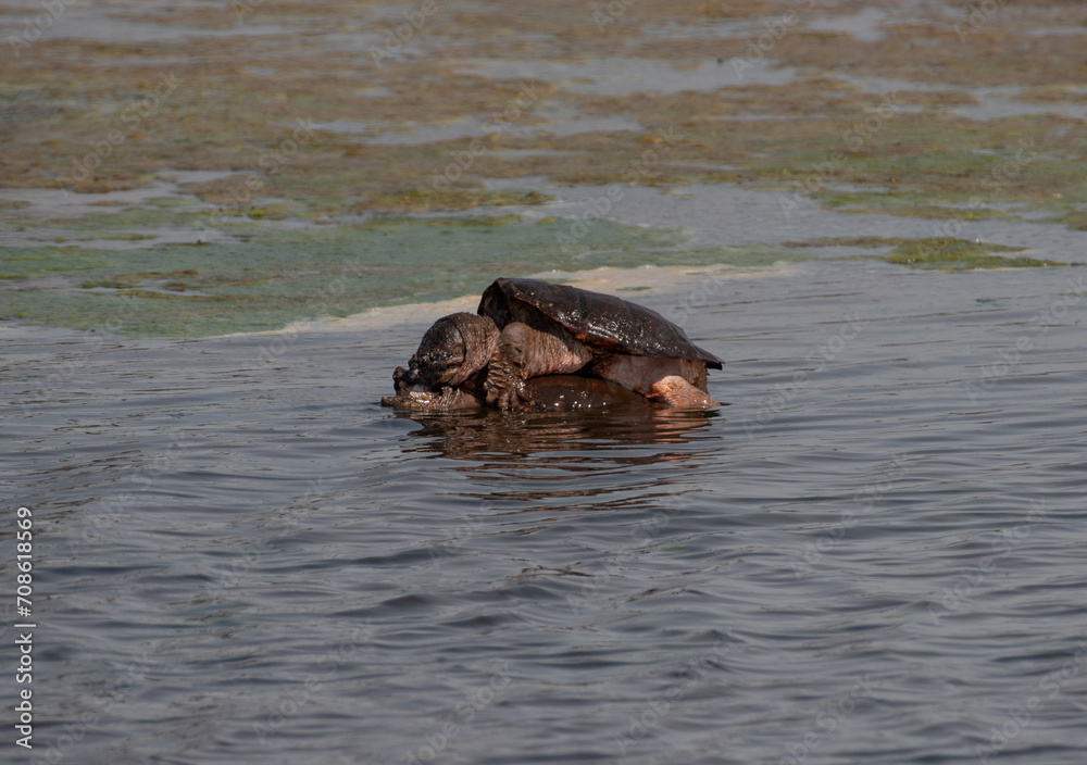 Fototapeta premium Snapping Turtle Mating