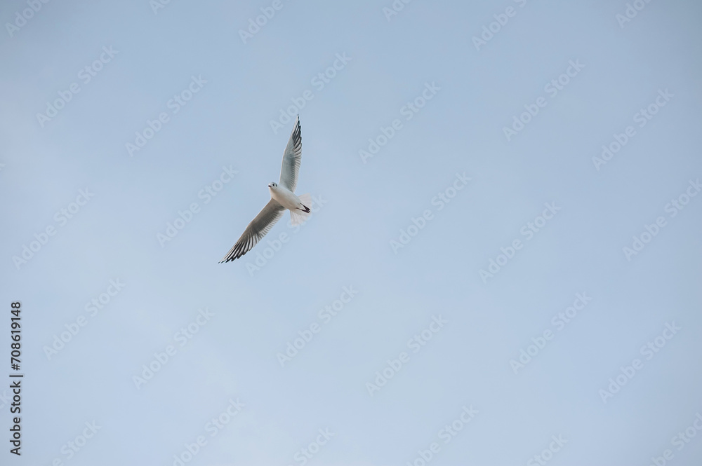 Beautiful white seagull, bird flies high soaring in the sky with clouds over the sea, ocean. Animal photography, landscape.