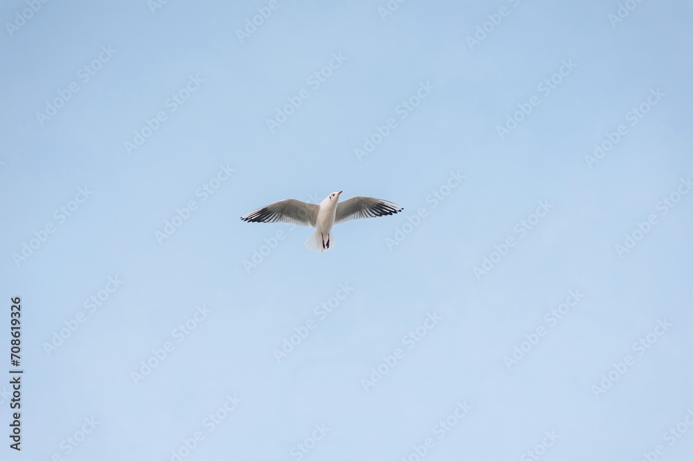 Obraz premium Beautiful lonely white seagull, bird flying high soaring in the sky with clouds over the sea, ocean in nature. Animal photography, landscape.
