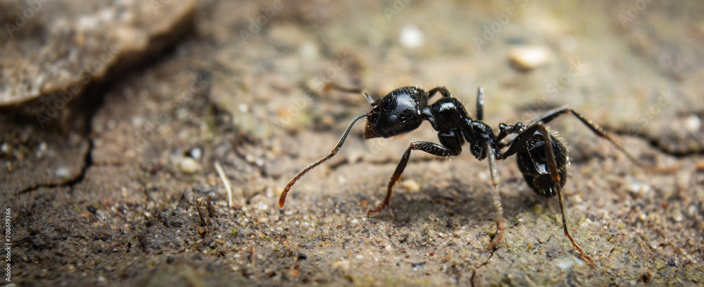 
ant on the ground