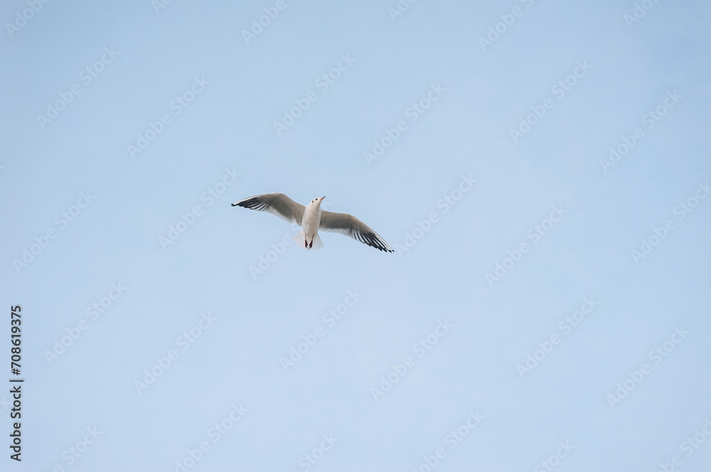 Beautiful white seagull, bird flies high soaring in the sky with clouds over the sea, ocean in nature. Animal photography, landscape. Beautiful white seagull, bird flies high soaring in the sky with clouds over the sea, ocean in nature. Animal photography, landscape.