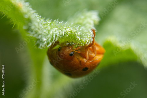 upside down ladybug attached to an eye