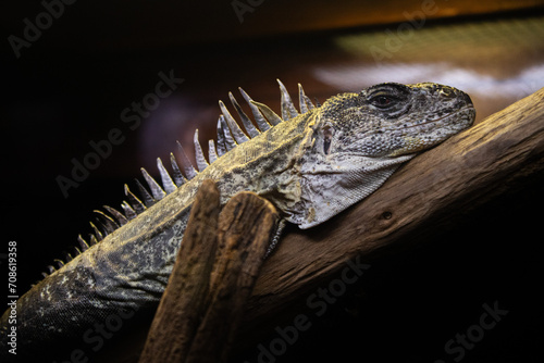 lizard perched on a branch
