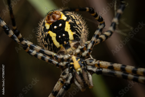 tiger spider on a spider web photo