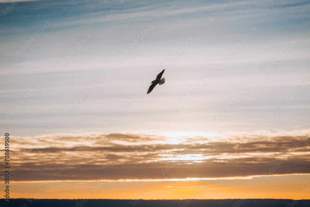 Beautiful seagull, wild bird flies high soaring in the sky with clouds over the sea, ocean at sunset. Photograph of an animal, evening landscape, beauty of nature, silhouette. Beautiful seagull, wild bird flies high soaring in the sky with clouds over the sea, ocean at sunset. Photograph of an animal, evening landscape, beauty of nature, silhouette.