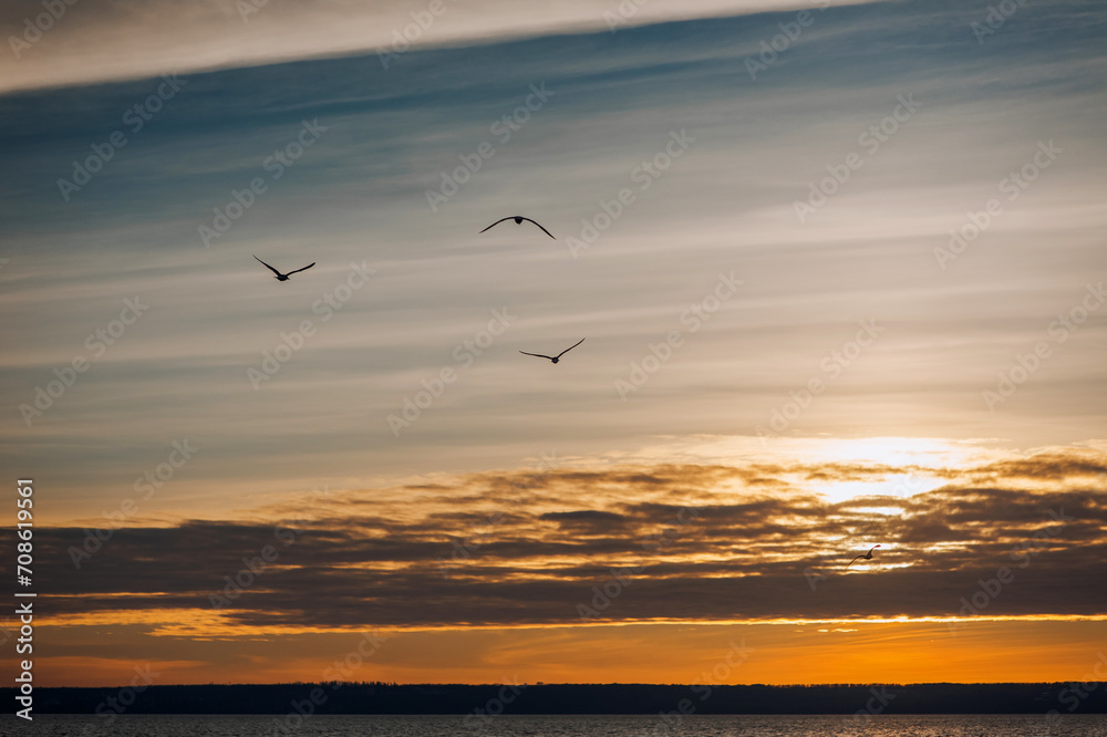 Beautiful white seagulls, a small flock of wild birds fly high soaring in the sky with clouds over the sea, ocean at sunset. Photograph of an animal, evening landscape, beauty of nature, silhouette.