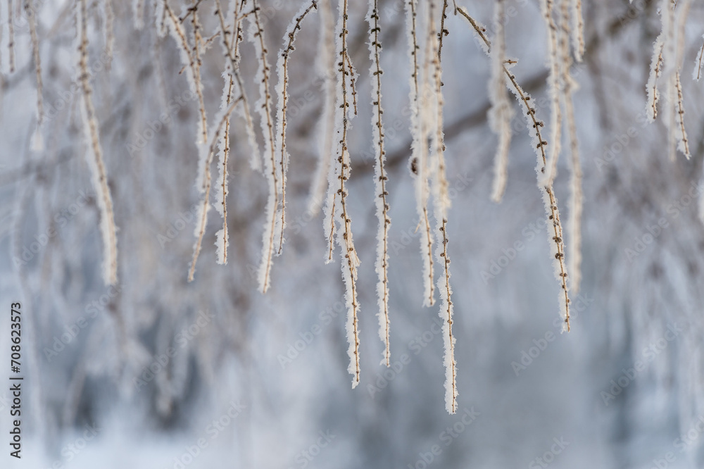 Trees covered in snow in frosty weather on a sunny day close-up.