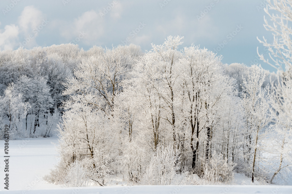 Sunny winter day in the park and trees in the snow. Sunny winter day in the park and trees in the snow.