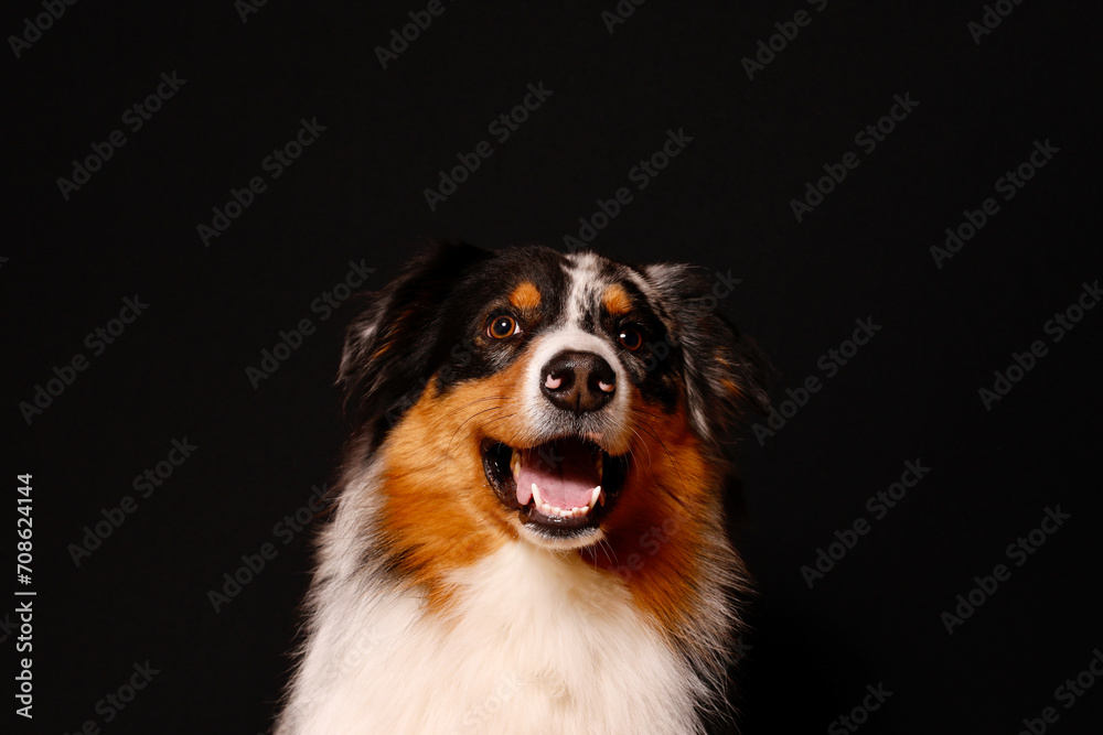 Hundeporträt eines Australian Shepherd vor einem schwarzen Hintergrund isoliert frontal Hundeporträt eines Australian Shepherd vor einem schwarzen Hintergrund isoliert frontal