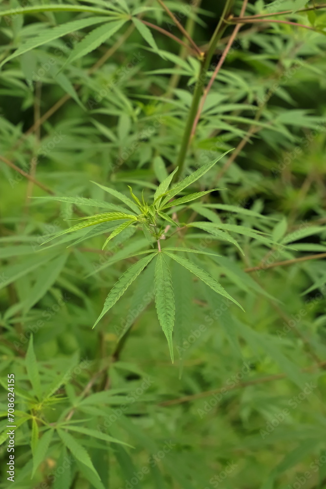 Emerald Essence: Macro Glimpse of Cannabis Canopy Emerald Essence: Macro Glimpse of Cannabis Canopy