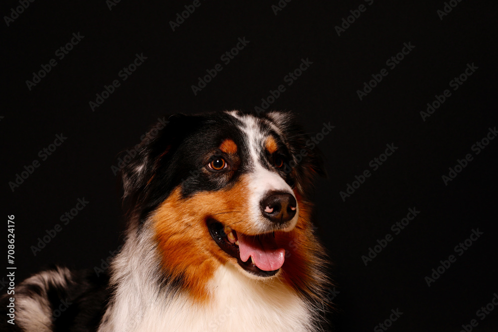 Hundeporträt eines Australian Shepherd vor einem schwarzen Hintergrund isoliert frontal