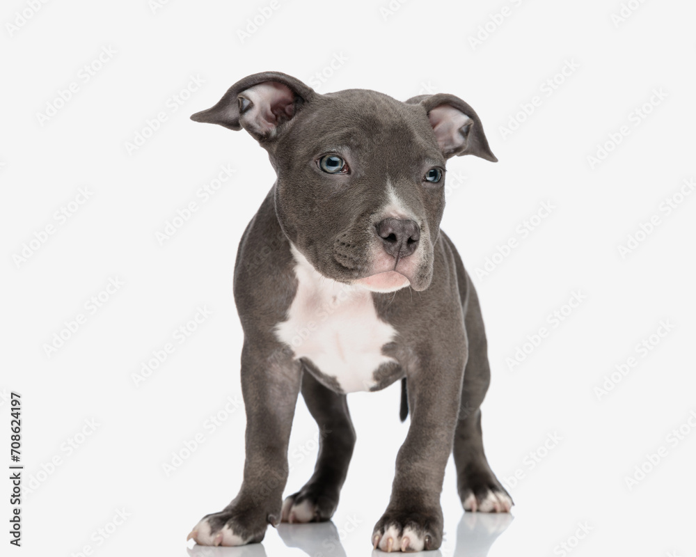 adorable american bully dog looking to side and standing
