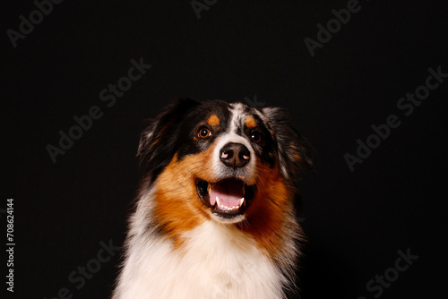 Hundeporträt eines Australian Shepherd vor einem schwarzen Hintergrund isoliert frontal