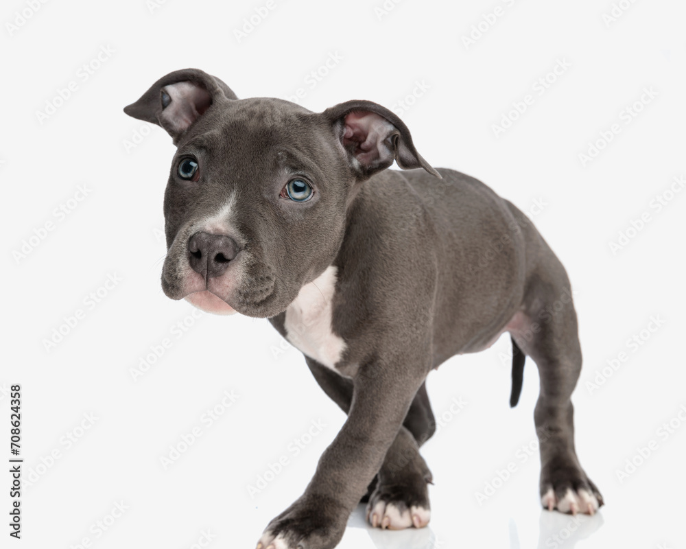 cute little american bully puppy looking away and walking