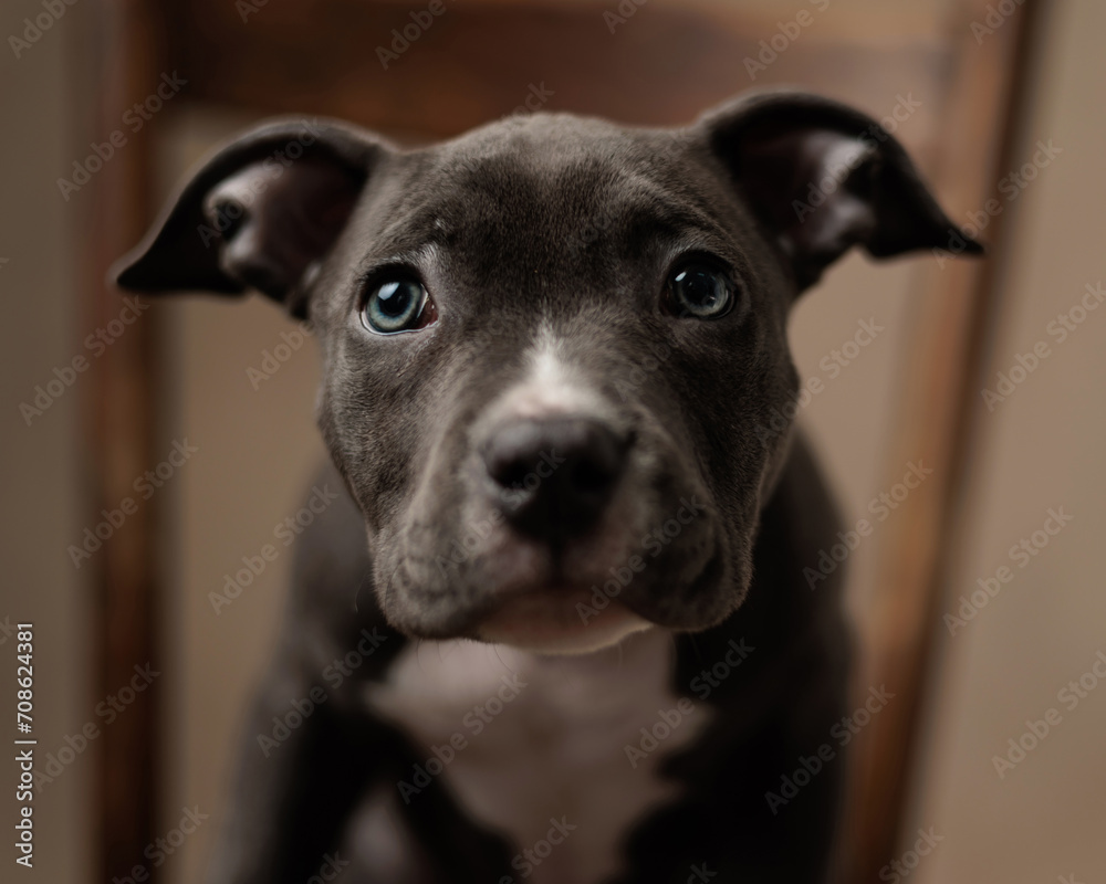 close up picture of beautiful american bully dog with blue eyes looking up