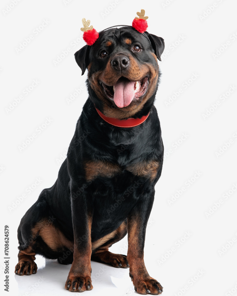 Obraz premium sweet rottweiler dog with red tassels headband sticking out tongue