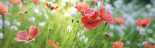 Red poppies on the meadow. Panoramic banner