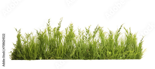 Meadow grass row isolated on transparent background. PNG file, cut out