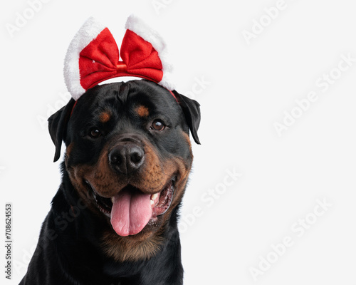 cute rottweiler dog with christmas headband sticking out tongue