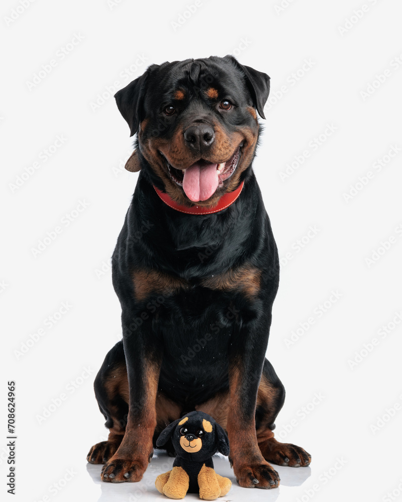 happy rottweiler dog sitting neat it's toy version