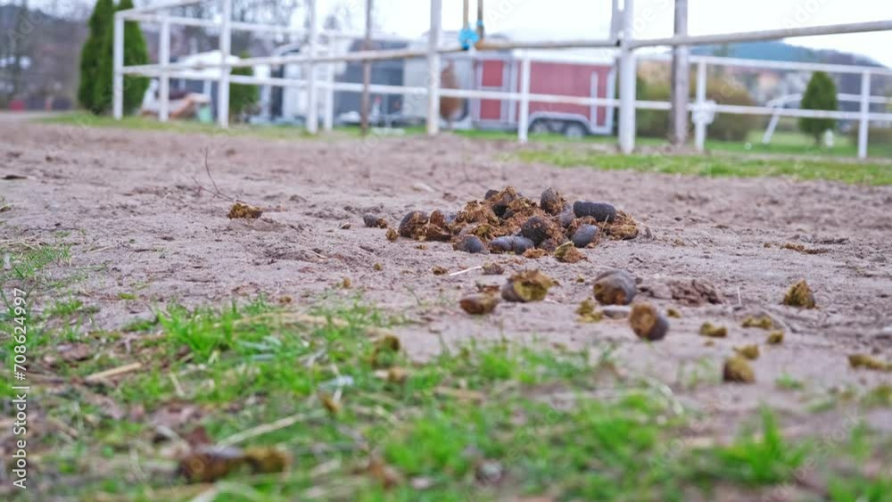 Horse Poop Manure Left Uncleaned on Dirt Road around Stables Paddock