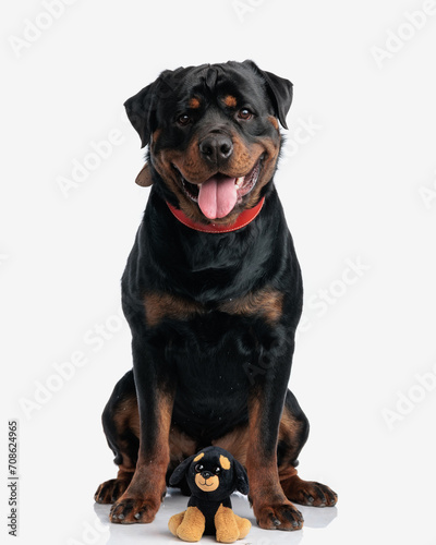 happy rottweiler dog sitting neat it s toy version