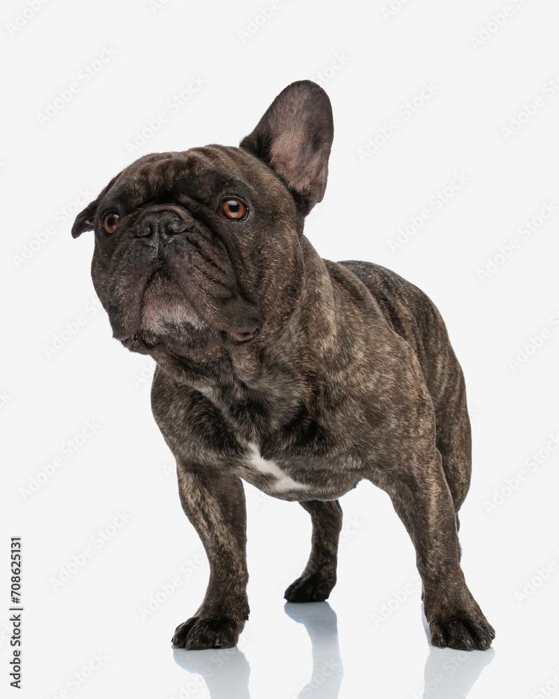 curious french bulldog puppy looking away, trying to see far away curious french bulldog puppy looking away, trying to see far away