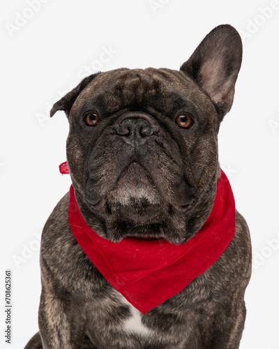 cute french bulldog adult dog looking forward and wearing red bandana © Viorel Sima