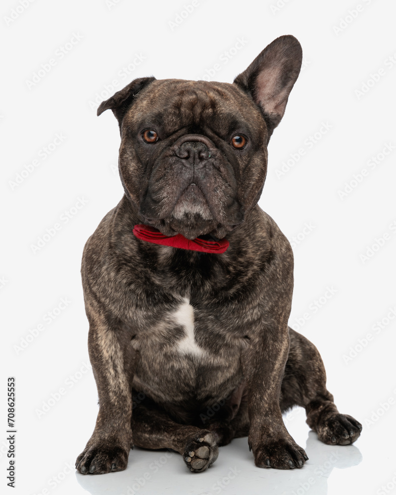 precious french bulldog dog with red bowtie looking forward and sitting