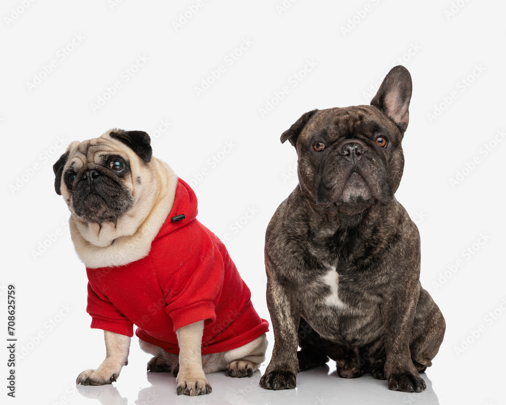 cute couple of two dogs, pug and french bulldog looking forward and sitting