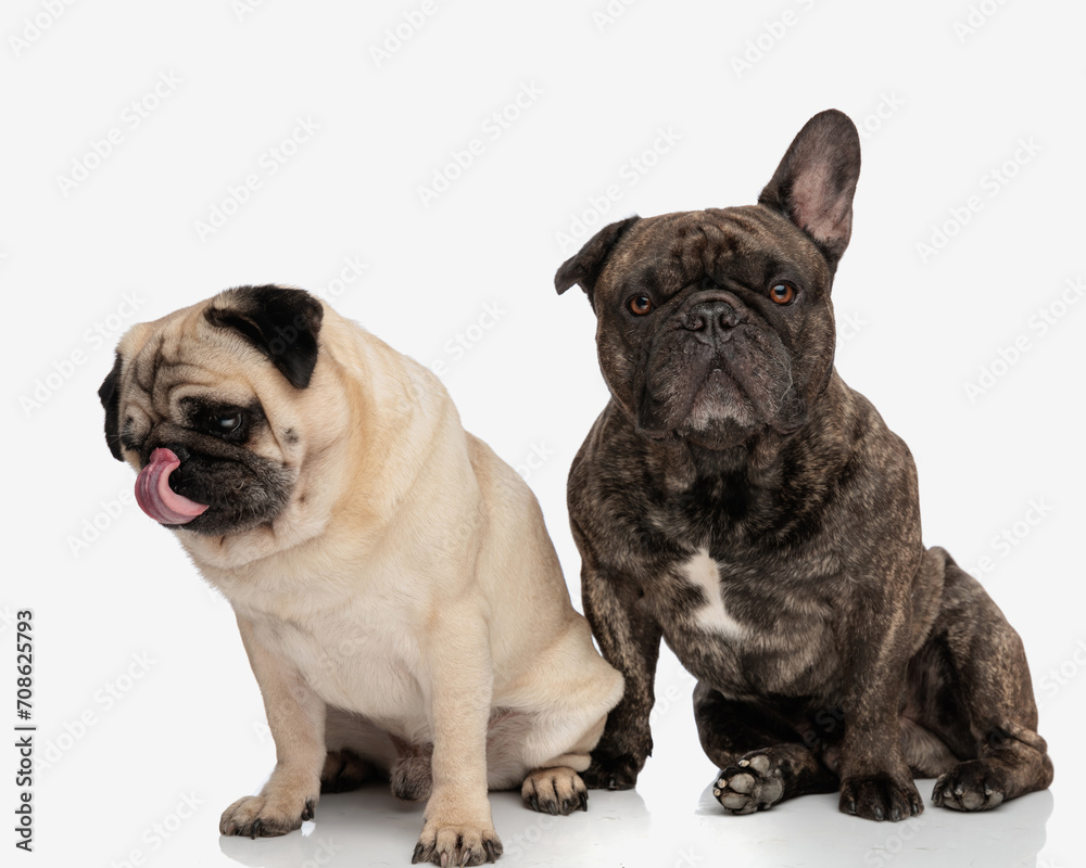 Fototapeta premium beautiful pug looking down and licking nose while sitting next to his french bulldog friend