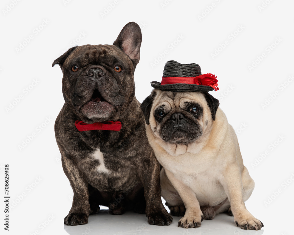 adorable couple of two elegant dogs with hat and bowtie sitting