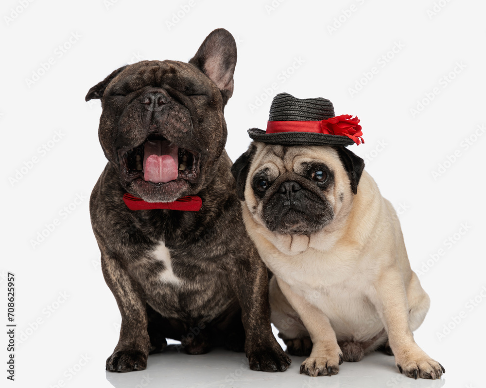 sleepy french bulldog puppy wearing bowtie and yawning while sitting next to his pug friend