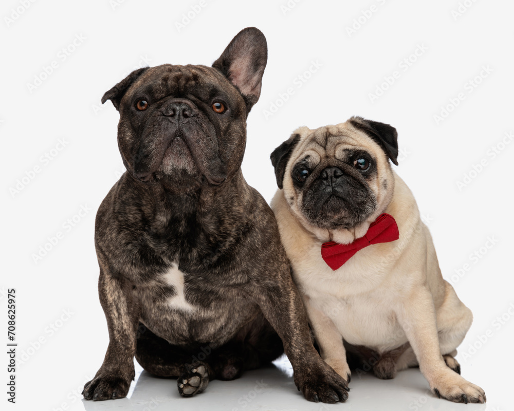 Obraz premium cute french bulldog puppy looking forward and sitting next to his cute pug friend