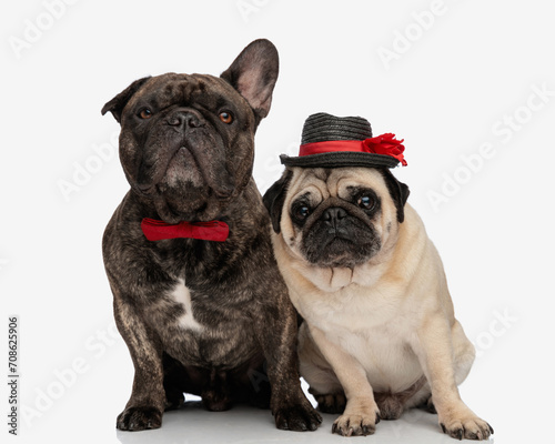 beautiful group of two puppies wearing hat and bowtie and looking forward