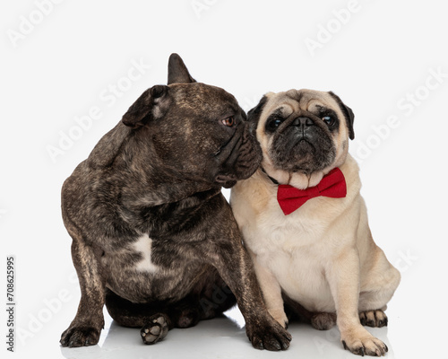 cute frenchie puppy kissing his elegant pug partner while sitting