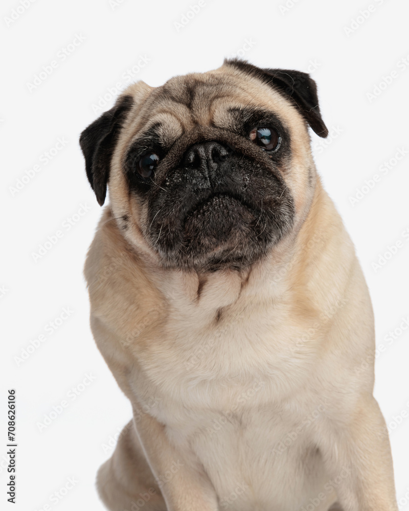 beautiful cute pug puppy looking forward, being shy and sitting