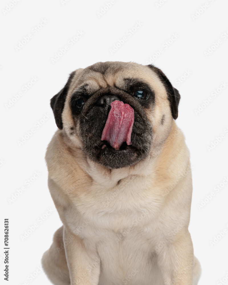 sweet little pug puppy sticking out tongue and licking nose while sitting