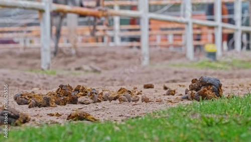 Horse Poop Manure Left Uncleaned on Dirt Road around Stables Paddock photo