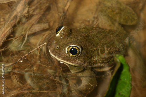 Western Spadefoot Toad, (Spea hammondii) sitting in the water during the breeding season.  photo