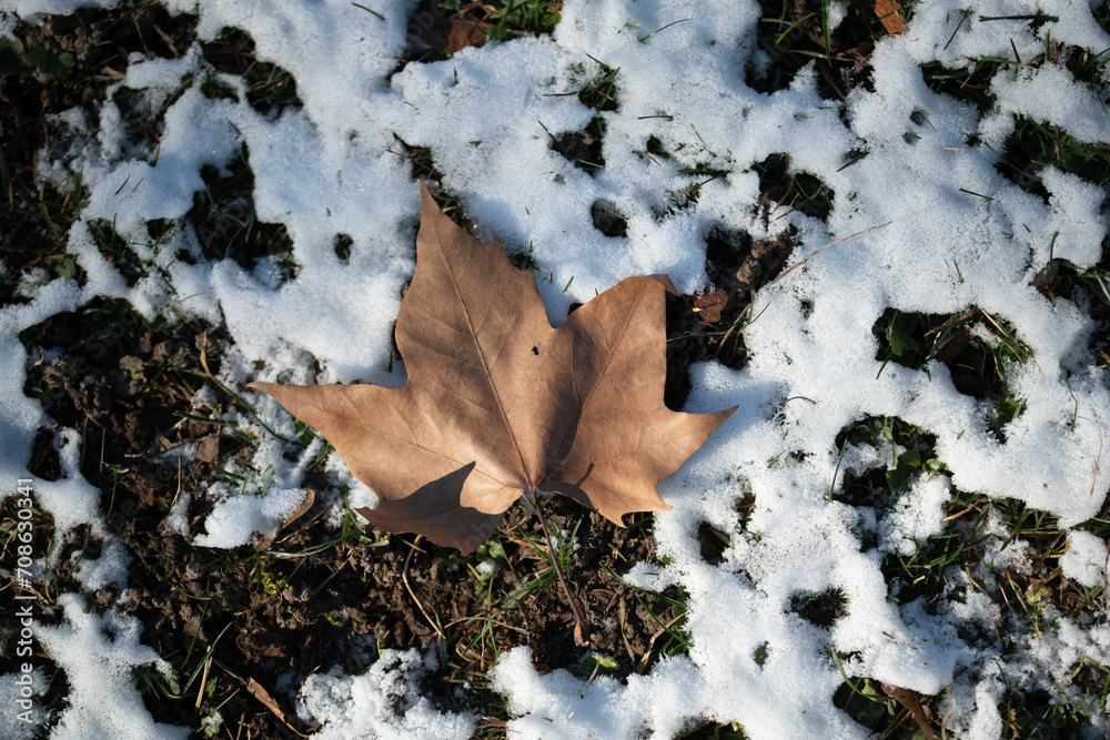 Ahornblatt auf winterlicher Wiese